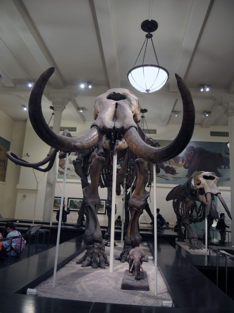 American Museum of Natural History