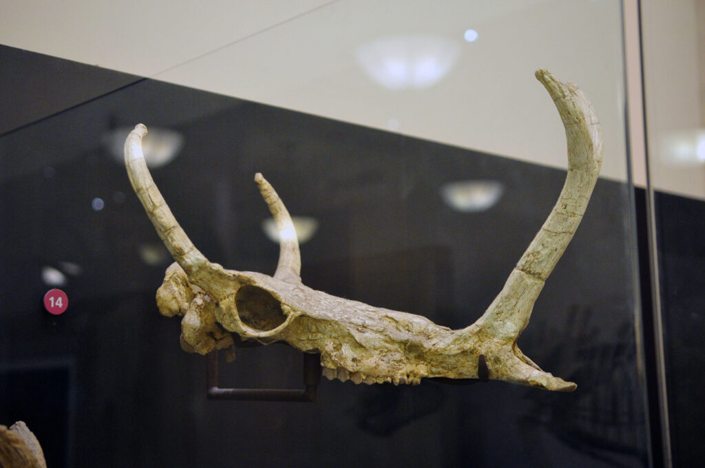 American Museum of Natural History