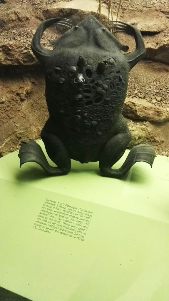 American Museum of Natural History